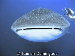 female, massive and pregnant whale shark at Socorro islands. by Ramón Domínguez 